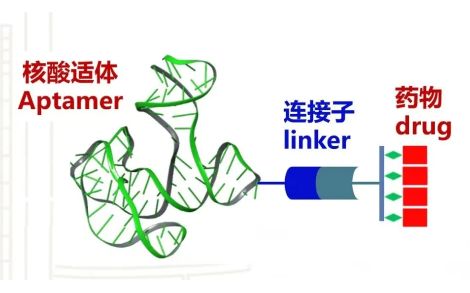 眼和视光疾病国家临床医学研究中心吴文灿教授团队携手中国科学院杭州医学所，开创眼科治疗新篇章